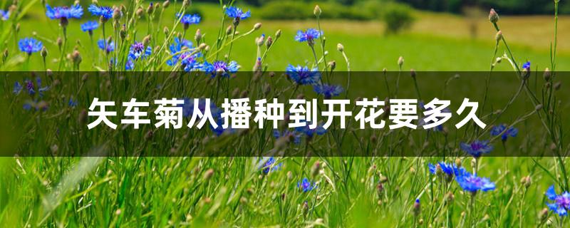 矢车菊从播种到开花要多久