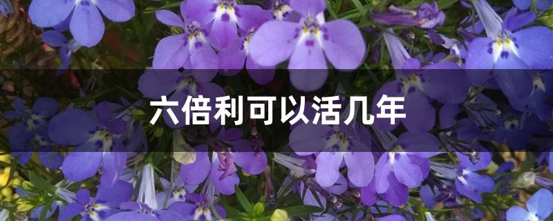 六倍利可以活几年