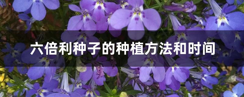 六倍利种子的种植方法和时间