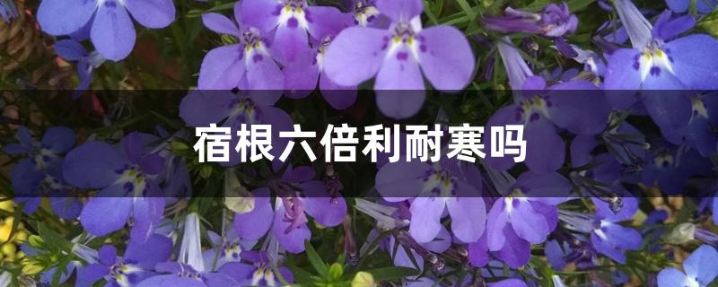 宿根六倍利耐寒吗