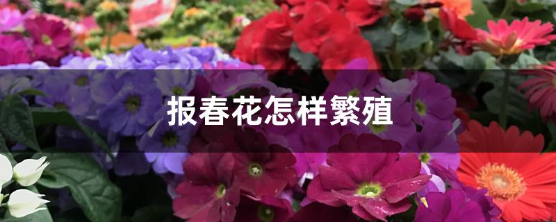 报春花怎样繁殖