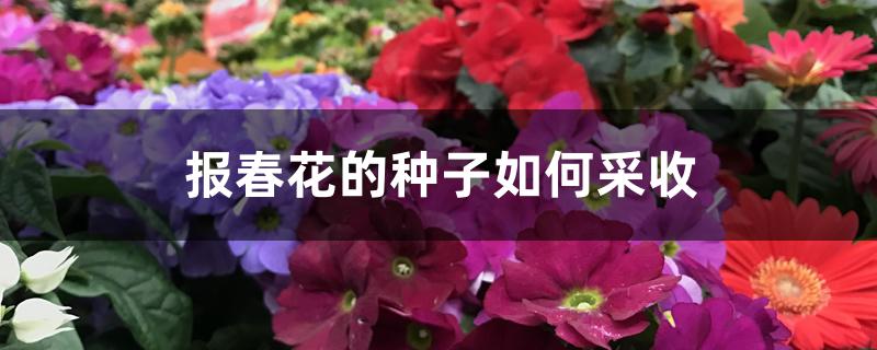 报春花的种子如何采收