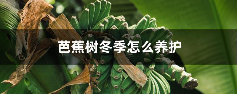 芭蕉树冬季怎么养护 芭蕉树冬季怎么养护