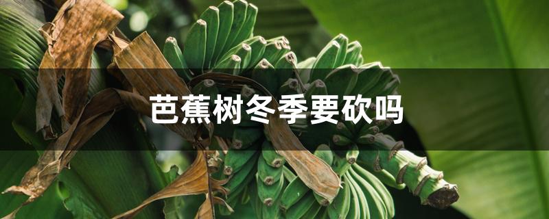 芭蕉树冬季要砍吗