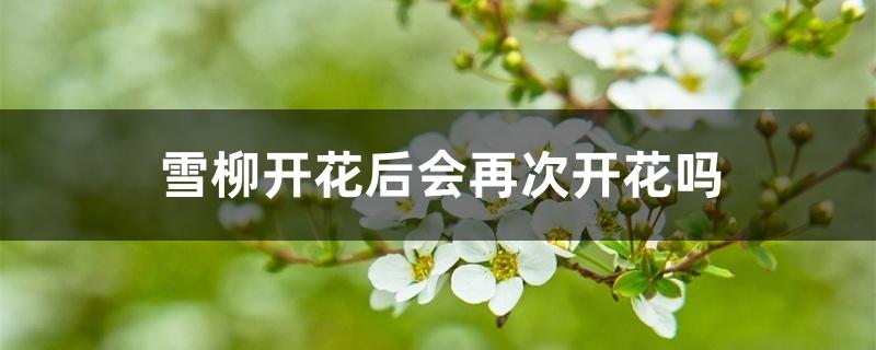 雪柳开花后会再次开花吗