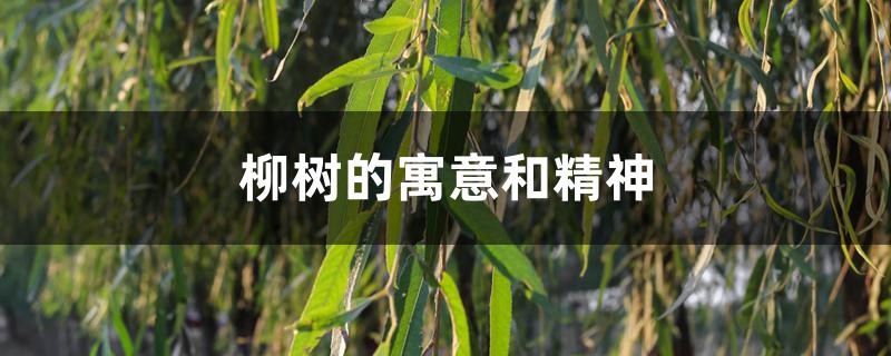 柳树的寓意和精神 柳树的寓意和精神