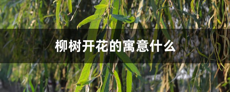 柳树开花的寓意什么 柳树开花的寓意什么