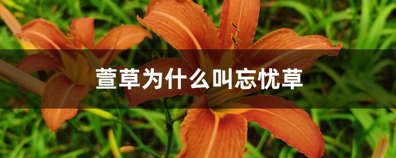 萱草为什么叫忘忧草 萱草为什么叫忘忧草