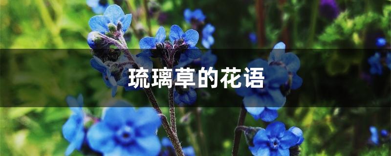 琉璃草的花语