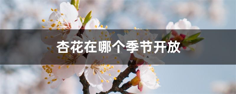 杏花在哪个季节开放