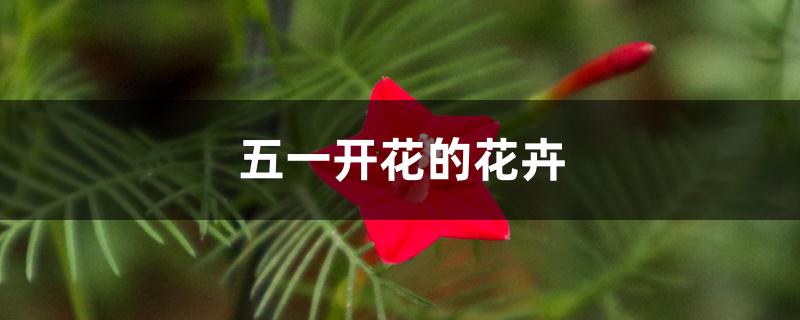 五一开花的花卉