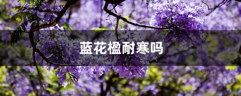 蓝花楹耐寒吗