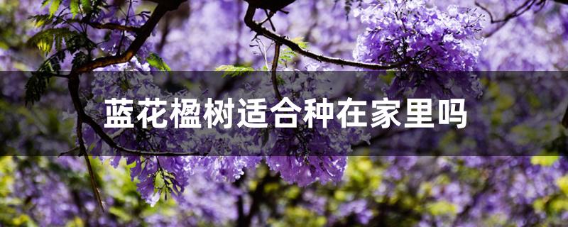 蓝花楹树适合种在家里吗 蓝花楹树适合种在家里吗