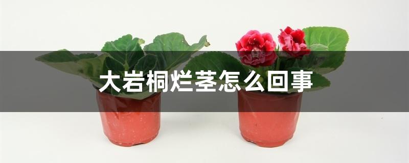 大岩桐烂茎怎么回事