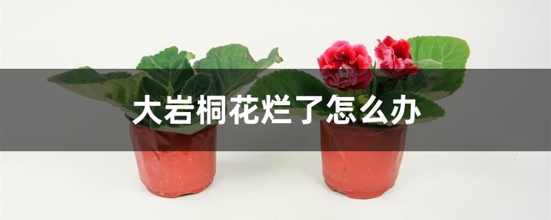 大岩桐花烂了怎么办