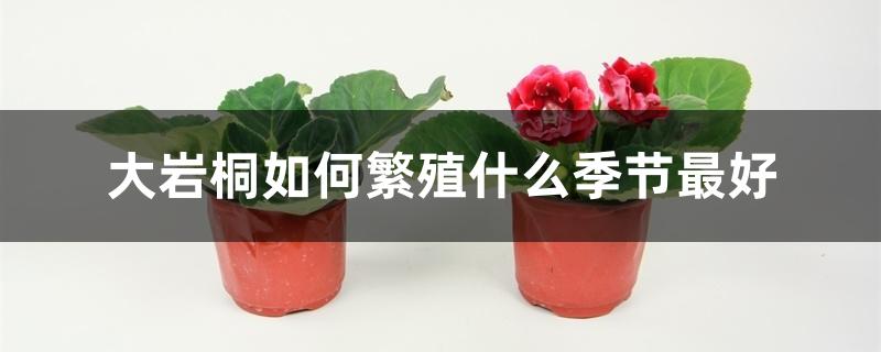 大岩桐如何繁殖什么季节最好