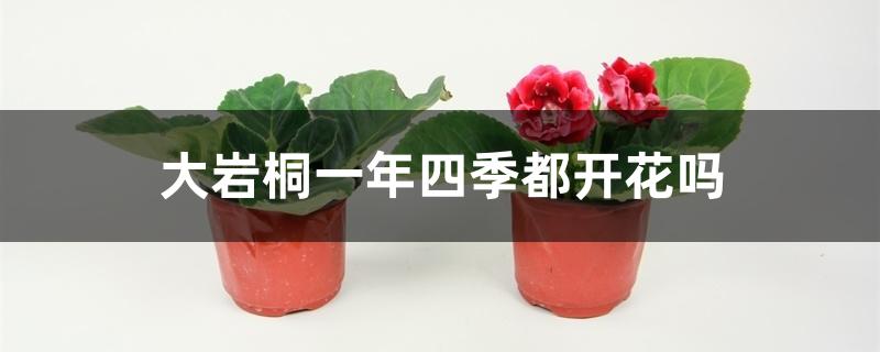 大岩桐一年四季都开花吗