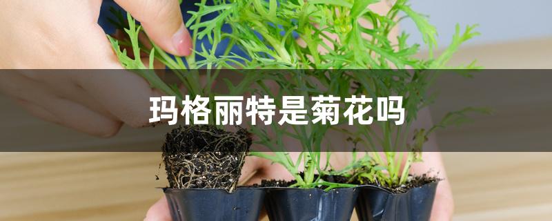 玛格丽特是菊花吗