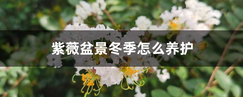 紫薇盆景冬季怎么养护 紫薇盆景冬季怎么养护