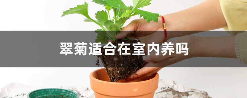 翠菊适合在室内养吗