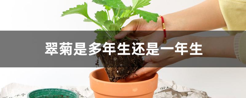 翠菊是多年生还是一年生