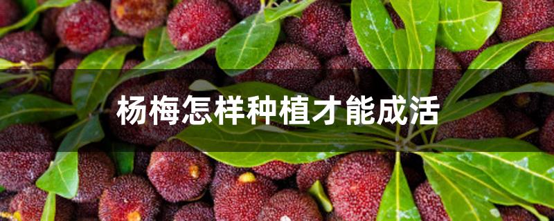 杨梅怎样种植才能成活