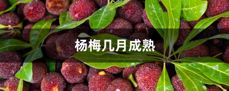 杨梅几月成熟 杨梅几月成熟