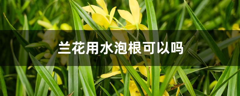 兰花用水泡根可以吗