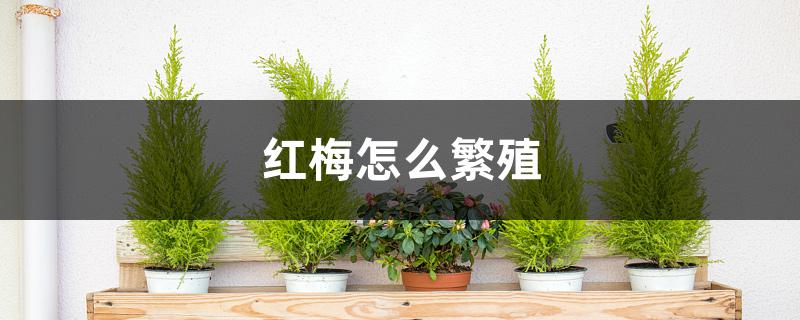 红梅怎么繁殖