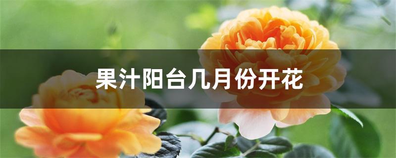 果汁阳台几月份开花 果汁阳台几月份开花