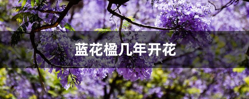 蓝花楹几年开花