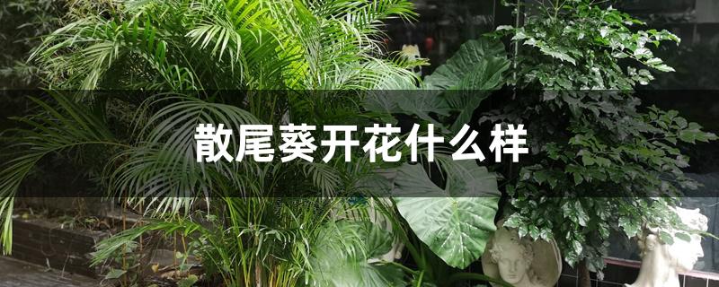 散尾葵开花什么样