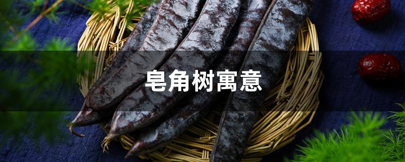 皂角树寓意 皂角树寓意