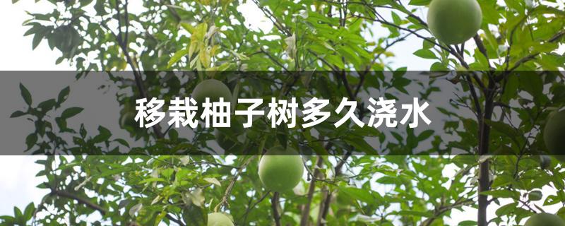 移栽柚子树多久浇水 移栽柚子树多久浇水