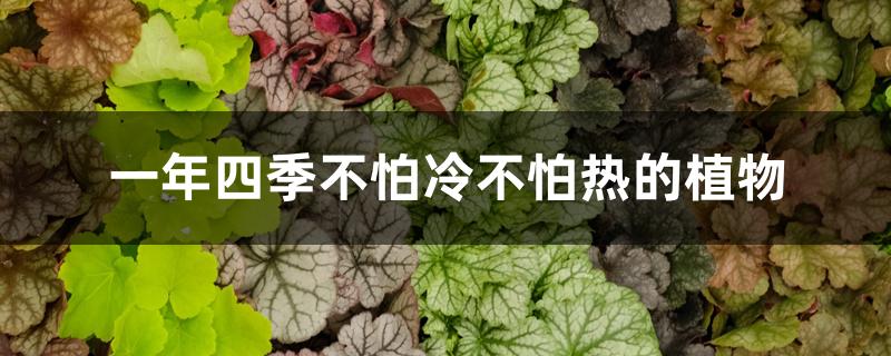 一年四季不怕冷不怕热的植物