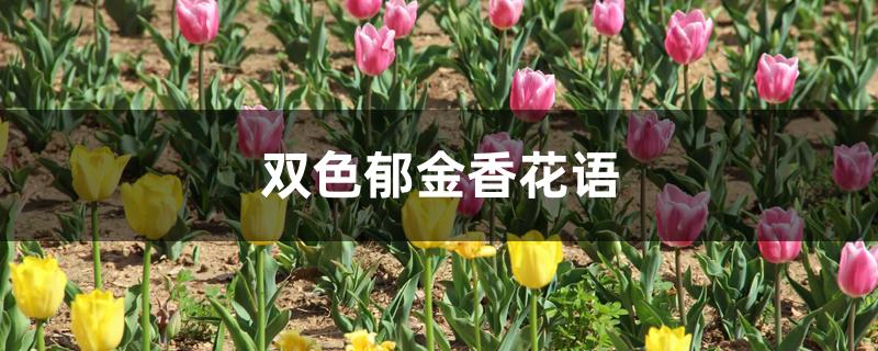 双色郁金香花语