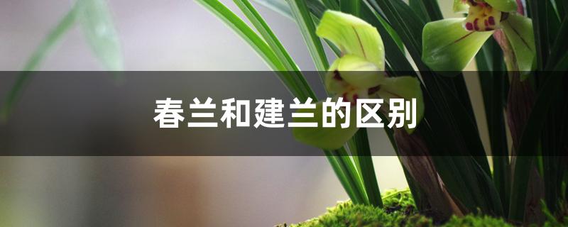 春兰和建兰的区别