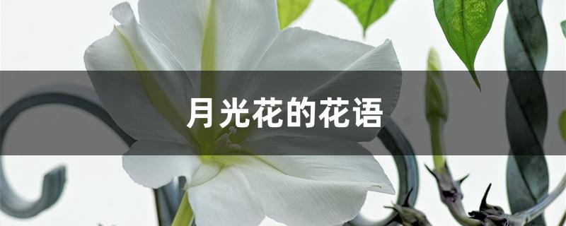 月光花的花语