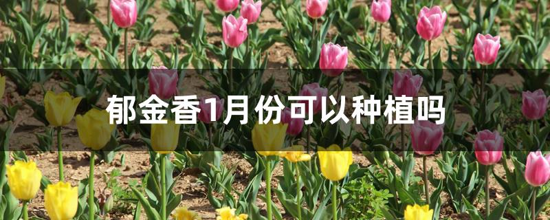 郁金香1月份可以种植吗 郁金香1月份可以种植吗