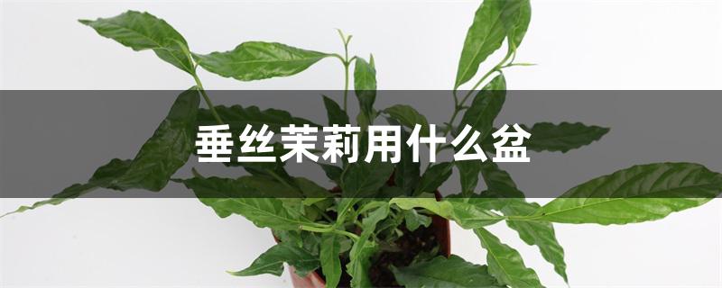 垂丝茉莉用什么盆