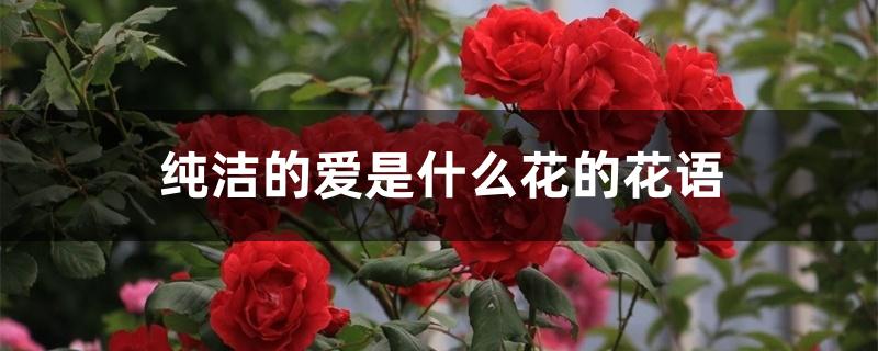 纯洁的爱是什么花的花语