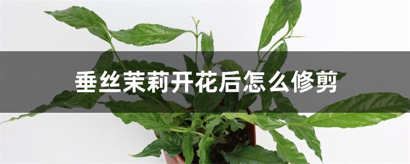 垂丝茉莉开花后怎么修剪