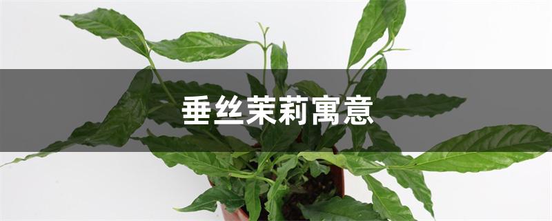 垂丝茉莉寓意