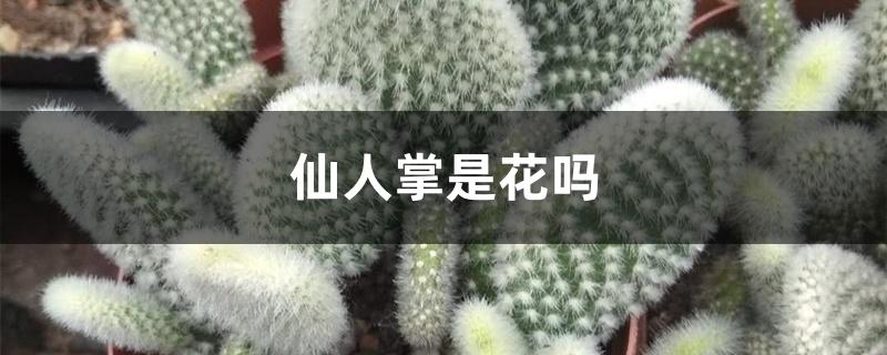 仙人掌是花吗 仙人掌是花吗
