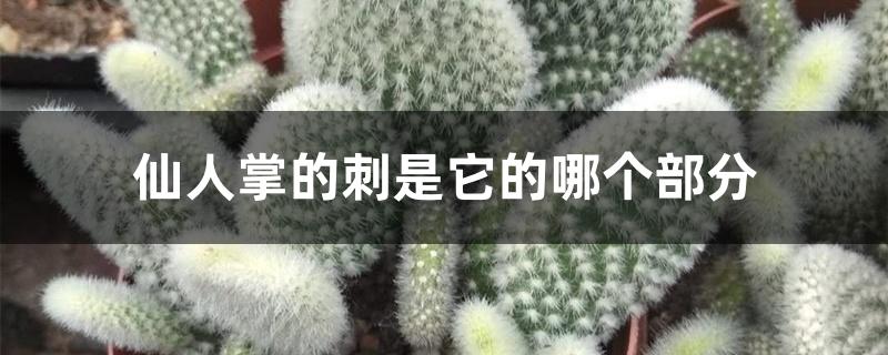 仙人掌的刺是它的哪个部分