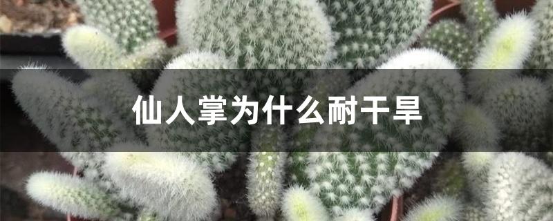 仙人掌为什么耐干旱