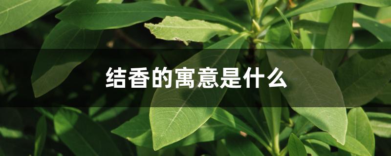 结香的寓意是什么