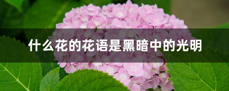 什么花的花语是黑暗中的光明