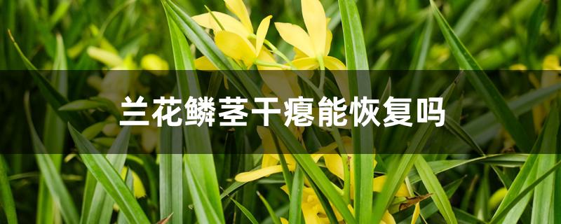 兰花鳞茎干瘪能恢复吗