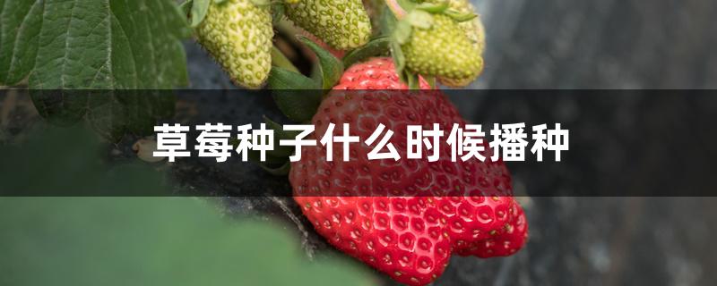 草莓种子什么时候播种